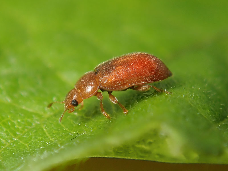 uno difficile (per me):  Coccidula rufa (Coccinellidae)